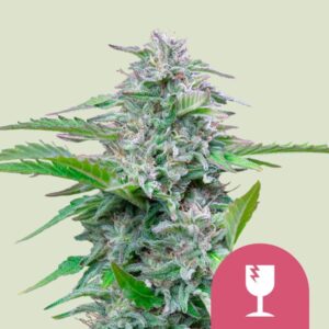 CRITICAL