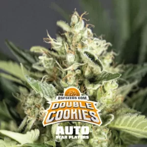 DOUBLE COOKIES AUTO