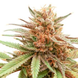DURBAN DEW