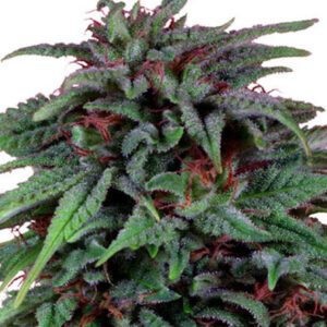 DURBAN POISON
