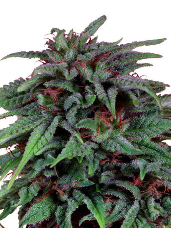 DURBAN POISON