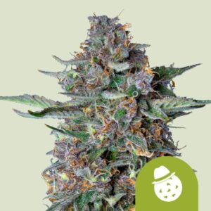 DO-SI-DOS AUTO