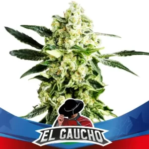 EL GAUCHO FASTER