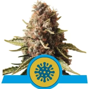 EUPHORIA CBD