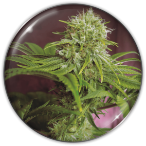 ELIXIR VITAE CBD