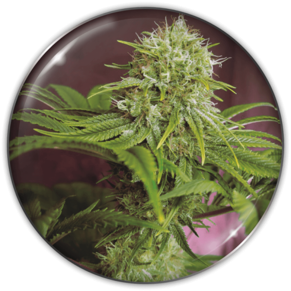 ELIXIR VITAE CBD
