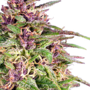 FRISIAN DEW