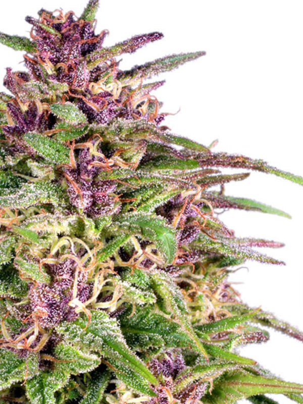 FRISIAN DEW