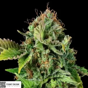 FUNKY SKUNK