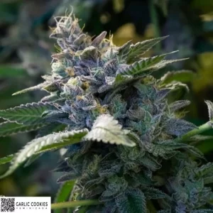 GARLIC COOKIES