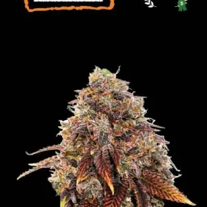 GELATO 41