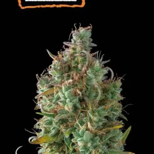 GELATO 41 AUTO