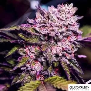 GELATO CRUNCH