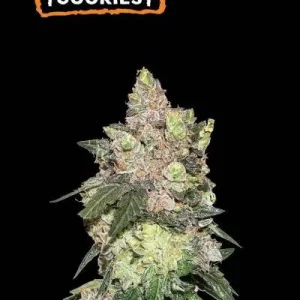 GIRL SCOUT COOKIES