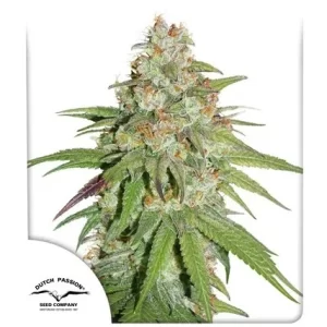 GLUEBERRY O.G.
