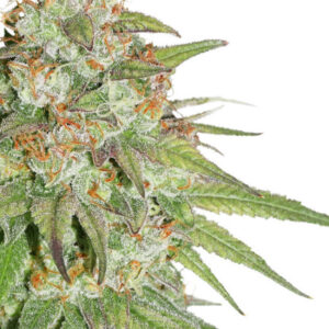 GLUEBERRY O.G. AUTO