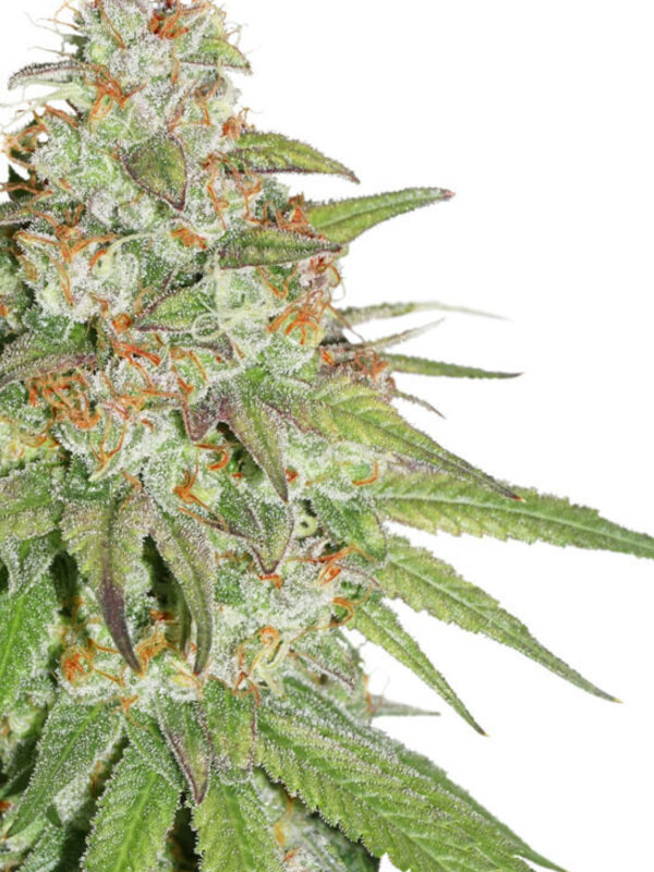 GLUEBERRY O.G. AUTO