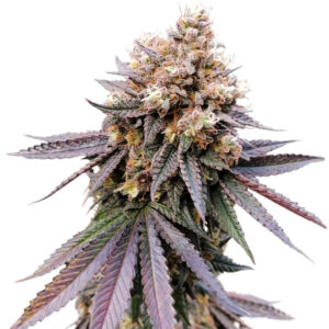 GMO FAST