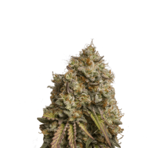 GORILA COOKIES AUTO