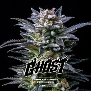 GORILLA GHOST