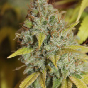 GORILLA GLUE
