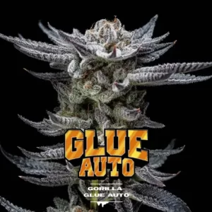 GORILLA GLUE