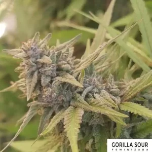 GORILLA SOUR