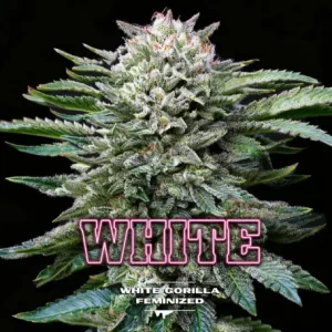 GORILLA WHITE