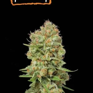 GREEN CRACK FEM