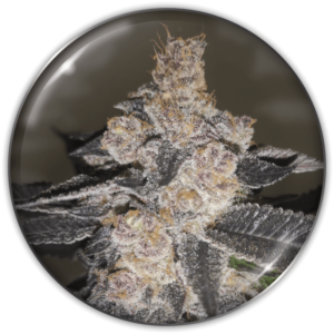 GELATO 242