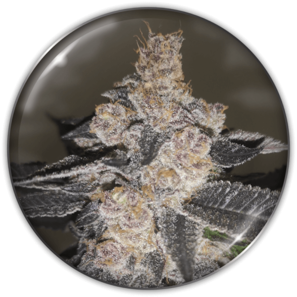 GELATO 242