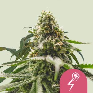 GREEN CRACK PUNCH