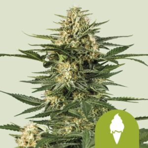 GREEN GELATO AUTO