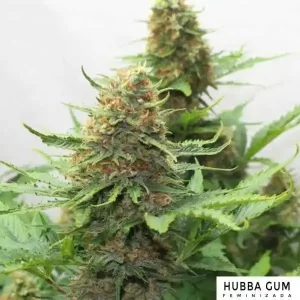 HUBBA GUM