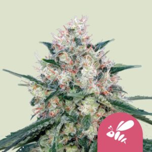 HONEY CREAM - FAST