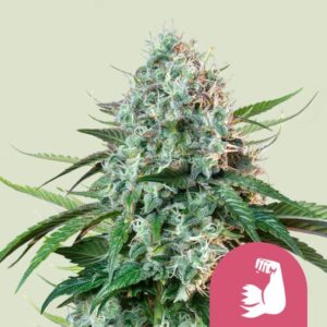 HULKBERRY