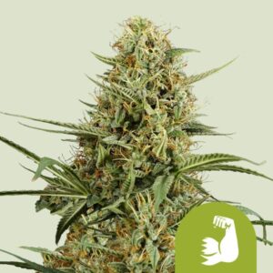 HULKBERRY AUTO