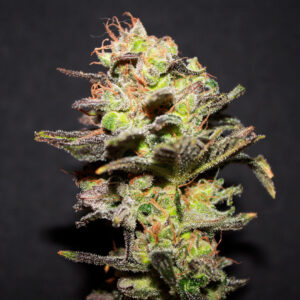 ICER