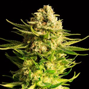 INDICA CREAM