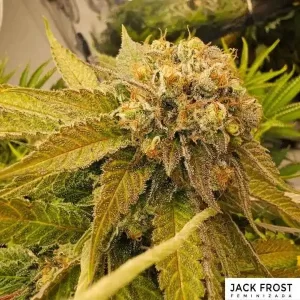 JACK FROST