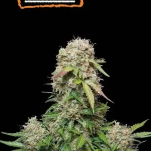 JACK HERER AUTO (STOCKERS)