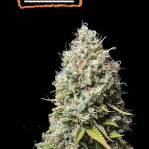 JACK HERER FEM
