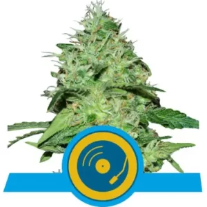 JOANNE'S CBD