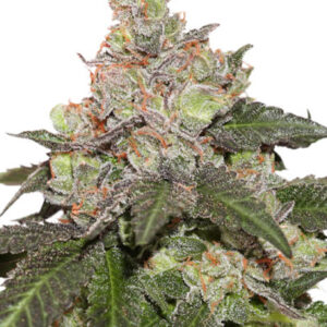 KEROSENE KRASH AUTO