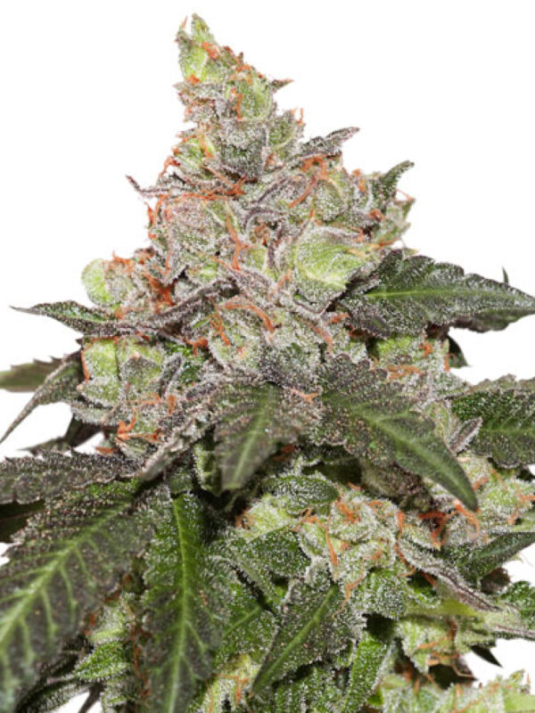 KEROSENE KRASH AUTO