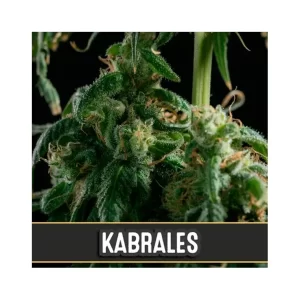 KABRALES