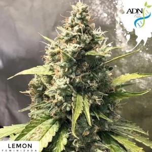 LEMON