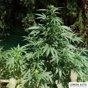 LEMON AUTO