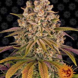 LEMON TREE