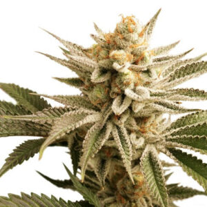 LEMON KIX